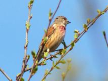 Bluthänfling M. (Carduelis cannabina) L. Klasing