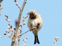 Bluthänfling W. (Carduelis cannabina) L.-Klasing