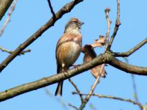 Bluthänfling M. (Carduelis cannabina) L. Klasing