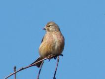 Bluthänfling M. (Carduelis cannabina) L. Klasing