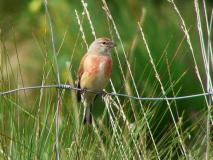 Bluthänfling M. (Carduelis cannabina) L. Klasing