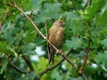 Bluthänfling W. (Carduelis cannabina) L. Klasing