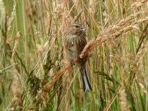 Bluthänfling W. (Carduelis cannabina) L. Klasing