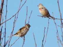 Bluthänfling Paar (Carduelis-cannabina) L. Klasing