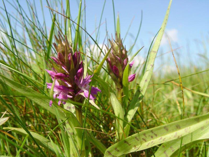 Breitblättriges Knabenkraut (Dactylorhiza majalis)-L. Klasing