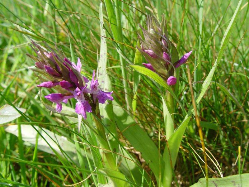 Breitblättriges Knabenkraut (Dactylorhiza majalis)-L. Klasing