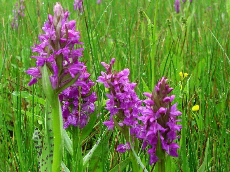 Breitblättriges Knabenkraut (Dactylorhiza majalis)-L. Klasing