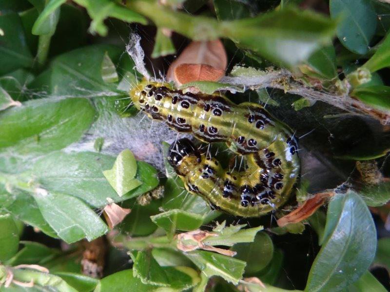 aupe - Buchsbaumzünsler (Cydalima perspectalis)-L. Klasing