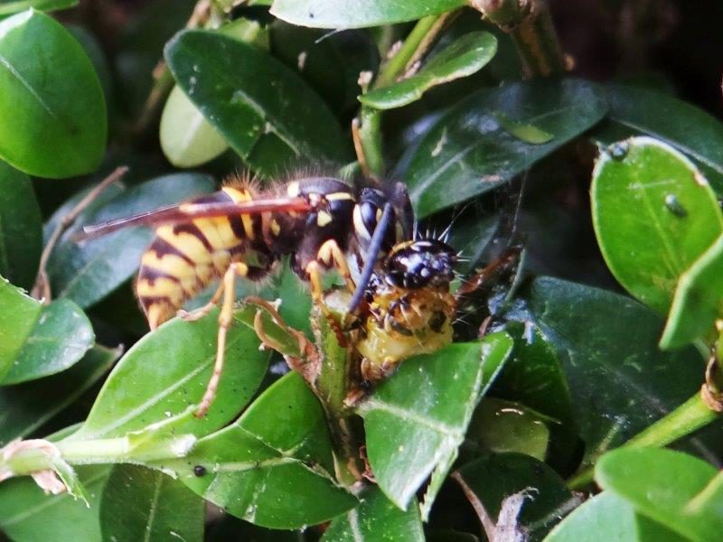 Gemeine Wespe (Vespula vulgaris) frisst Raupe Buchsbaumzünsler (Cydalima perspectalis)-L. Klasing