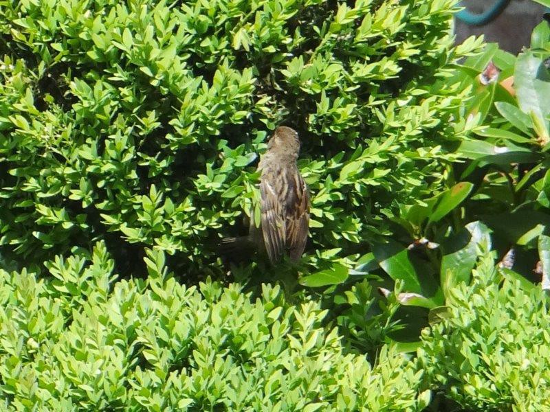 Haussperling (Passer domesticus) auf der Suche nach Raupen vom Buchsbaumzünsler (Cydalima perspectalis)-L. Klasing