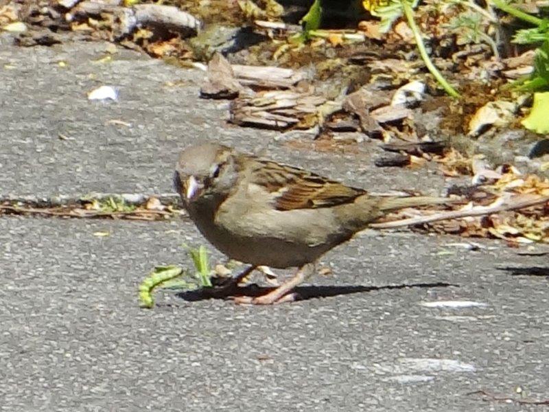 Haussperling (Passer domesticus) hat die Raupe vom Buchsbaumzünsler (Cydalima perspec) erwischt-L. Klasing