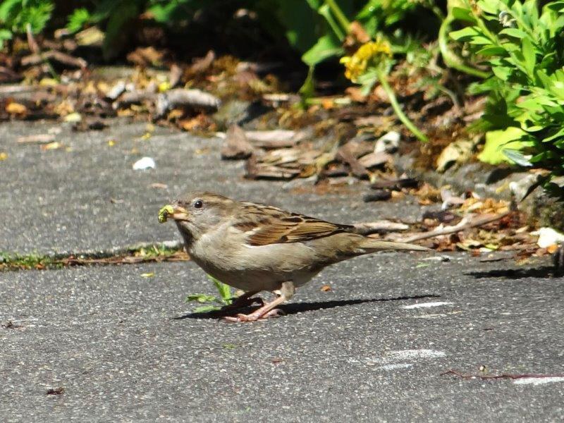 aussperling (Passer domesticus) genießt die Raupe vom Buchsbaumzünsler (Cydalima perspec)-L. Klasing