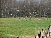 001-Star-Sturnus-vulgaris-L.-Klasing-