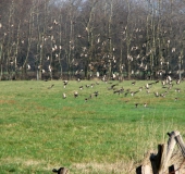 001-Star-Sturnus-vulgaris-L.-Klasing-