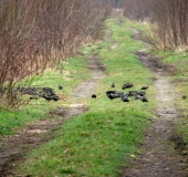 002-Star-Sturnus-vulgaris-L.-Klasing-