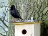 003-Star-Sturnus-vulgaris-L.-Klasing