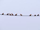 004-Jungstare-Sturnus-vulgaris-L.-Klasing-