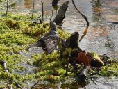 005-Star-Sturnus-vulgaris-L.-Klasing-