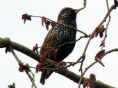 006-Star-Sturnus-vulgaris-L.-Klasing-