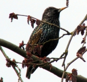 006-Star-Sturnus-vulgaris-L.-Klasing-