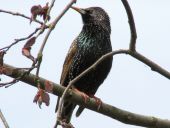 007-Star-Sturnus-vulgaris-L.-Klasing-