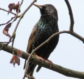 007-Star-Sturnus-vulgaris-L.-Klasing-