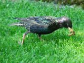 008-Star-Sturnus-vulgaris-L.-Klasing-