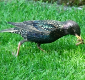 008-Star-Sturnus-vulgaris-L.-Klasing-