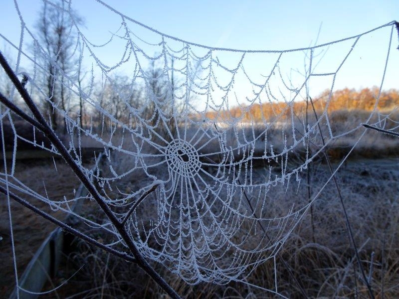 001-Ein-Herbstmorgen-im-Emsdettener-Venn-L.-Klasing-