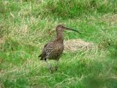 002-Venn-Brachvogel-Numenius-arquata-Exkursion-Umweltverbände-07.04.2018-L.-Klasing