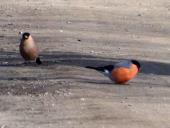 003-Venn-Exkursion-UmweltverbändeGimpel-Pyrrhula-pyrrhula-L. Klasing