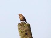 004-Venn-Exkursion-Umweltverbände-Baumpieper-Anthus-trivialis-07.04.2018-28-L.Klasing