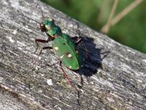 Feld-Sandlaufkäfer (Cicindela campestris) L. Klasing