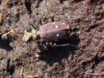 Feld-Sandlaufkäfer (Cicindela campestris) L. Klasing