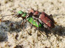 Feld-Sandlaufkäfer (Cicindela campestris) L. Klasing