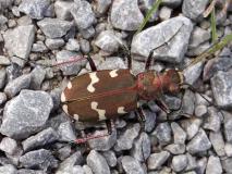 Dünen-Sandlaufkäfer (Cicindela hybrida) L. Klasing