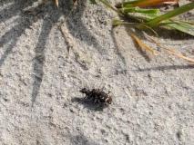 Dünen-Sandlaufkäfer (Cicindela hybrida) L. Klasing