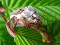 Feldmaikäfer (Melolontha melolontha) L. Klasing