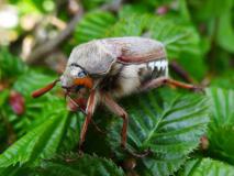 Feldmaikäfer (Melolontha melolontha) L. Klasing