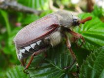 Feldmaikäfer (Melolontha melolontha) L. Klasing