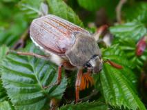 Feldmaikäfer (Melolontha melolontha) L. Klasing