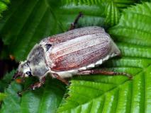 Feldmaikäfer (Melolontha melolontha) L. Klasing