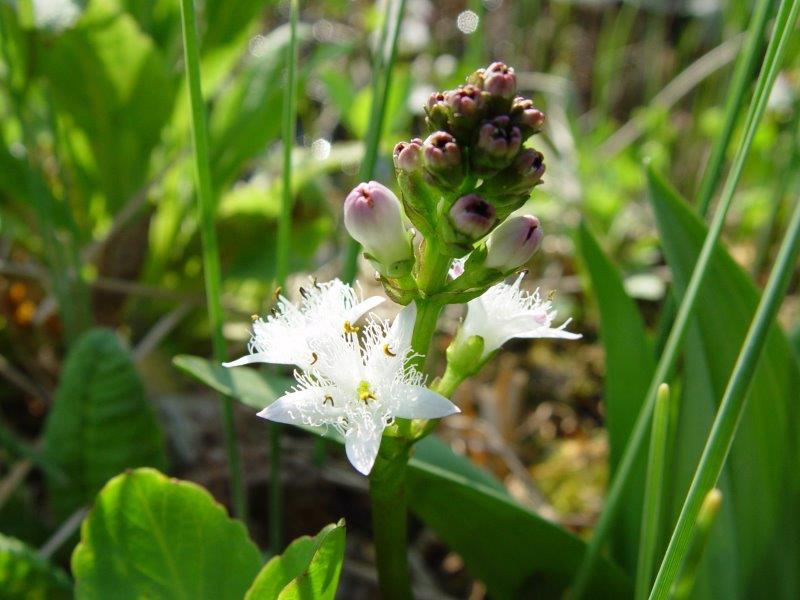 Fieberklee (Menyanthes trifoliata)-L. Klasing