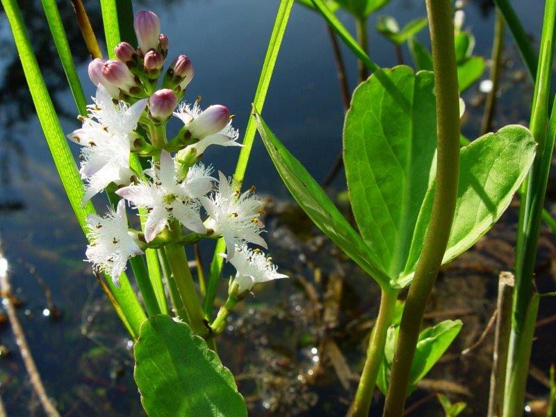 Fieberklee (Menyanthes trifoliata)-L. Klasing