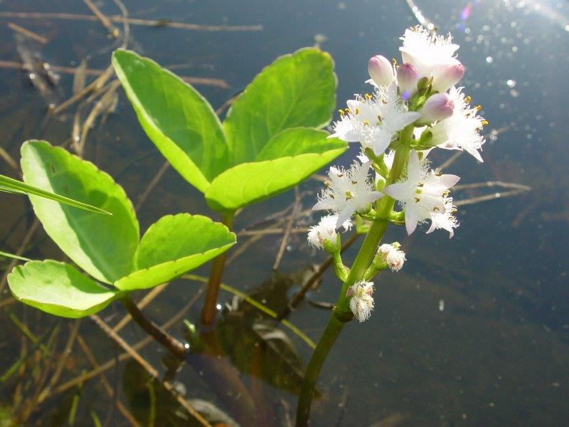 Fieberklee (Menyanthes trifoliata)-L. Klasing