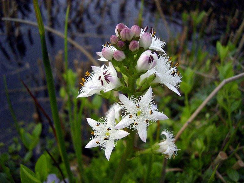 Fieberklee (Menyanthes trifoliata)-L. Klasing