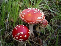 Fliegenpilz (Amanita muscaria) Pilz 2022 L. Klasing