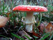 Fliegenpilz (Amanita muscaria) Pilz 2022 L. Klasing