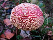 Fliegenpilz (Amanita muscaria) Pilz 2022 L. Klasing