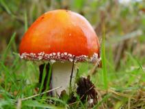 Fliegenpilz (Amanita muscaria) Pilz 2022 L. Klasing